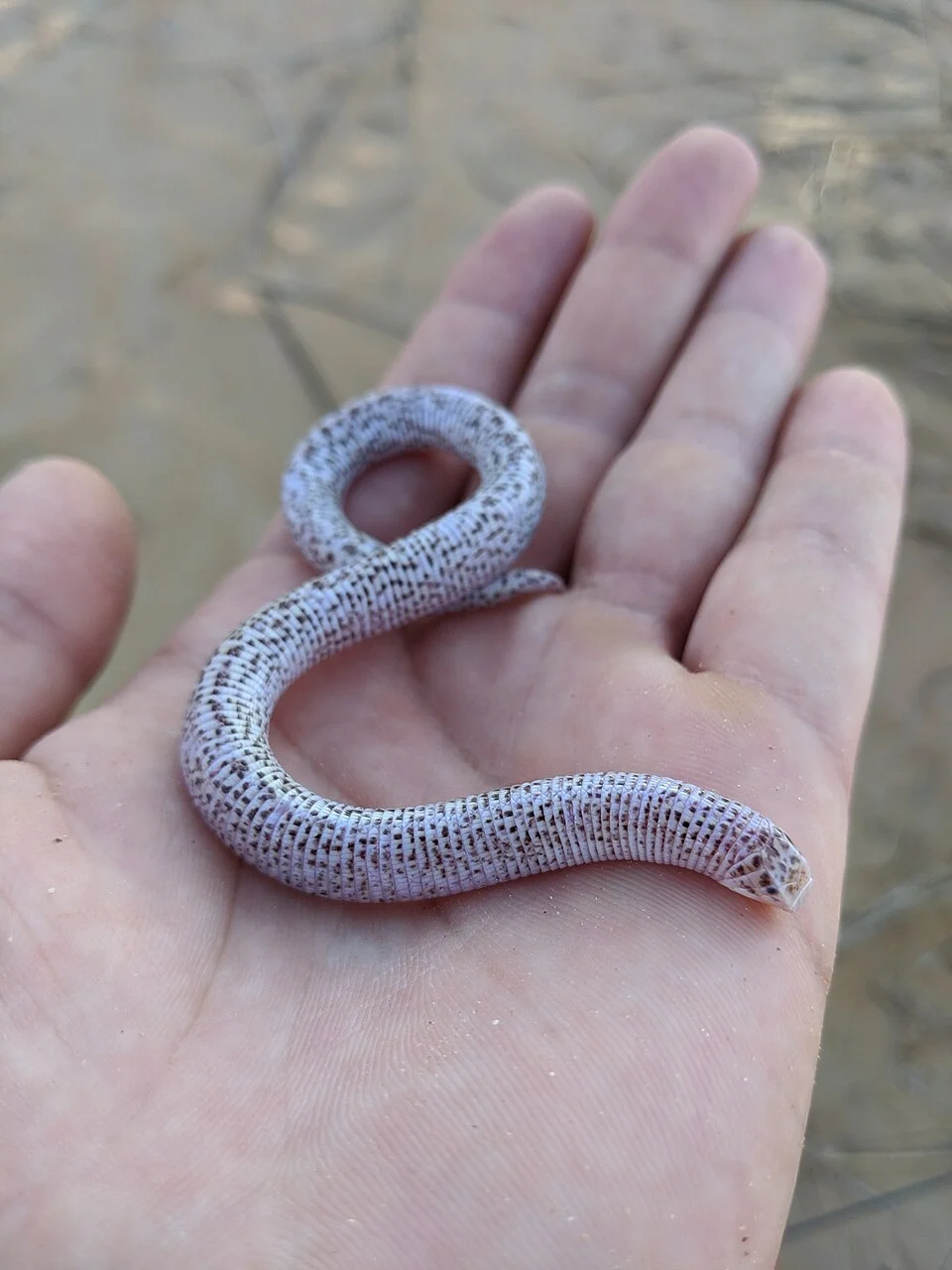 Zarudny's Worm Lizard (Diplometopon zarudnyi)