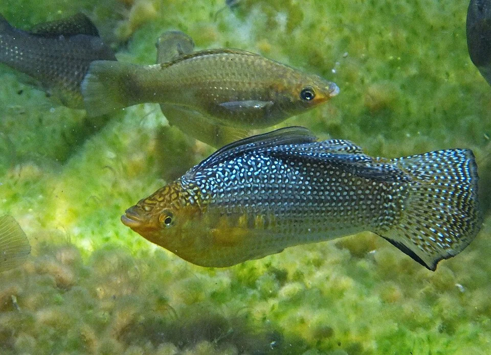 Poecilia velifera, Quintana Roo, MX, 2013-05-22 (iNaturalist).