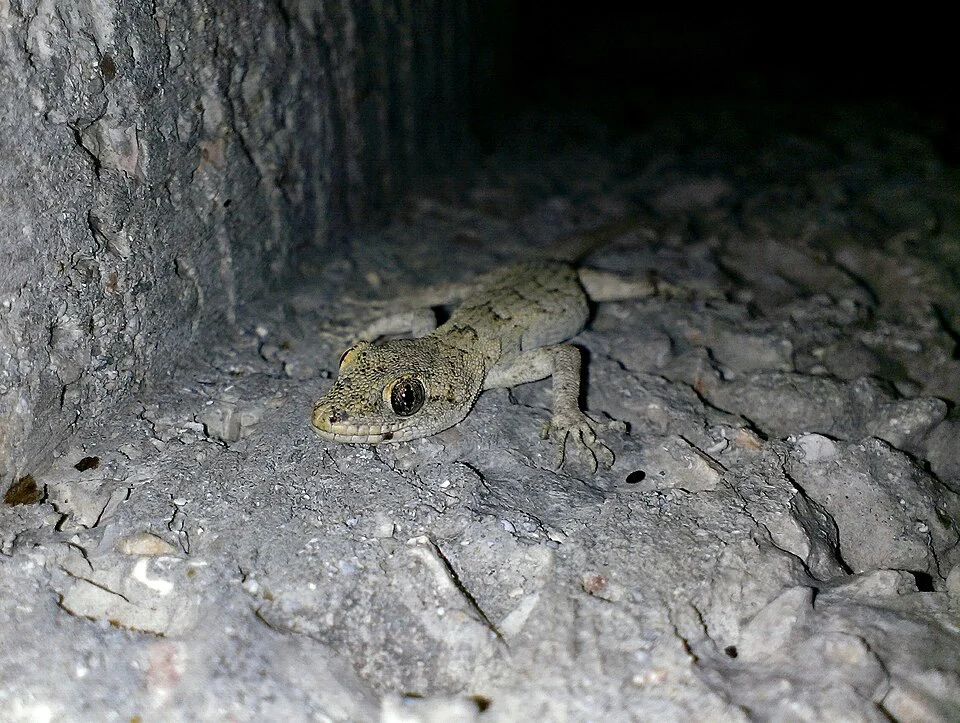 Mediodactylus danilewskii from Sevastopol