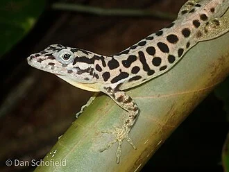 Saban Anole (Anolis sabanus)