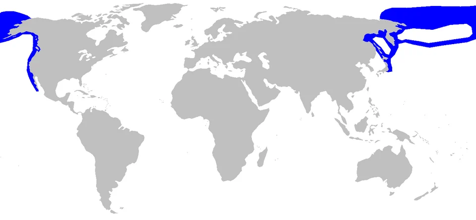 Distribution map for Somniosus pacificus