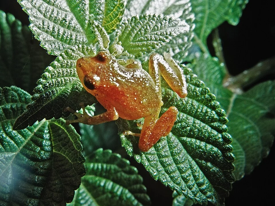 Pristimantis anemerus