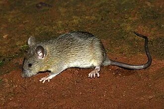 Black Rat Rattus rattus, India