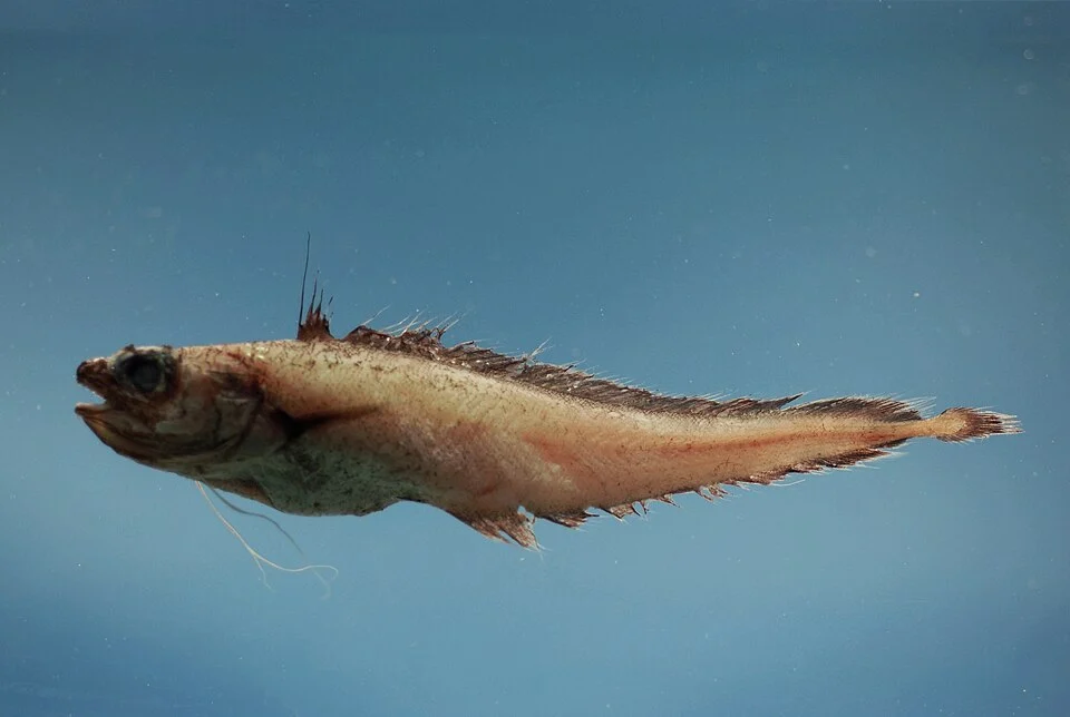 Laemonema barbatulum from the Gulf of Mexico