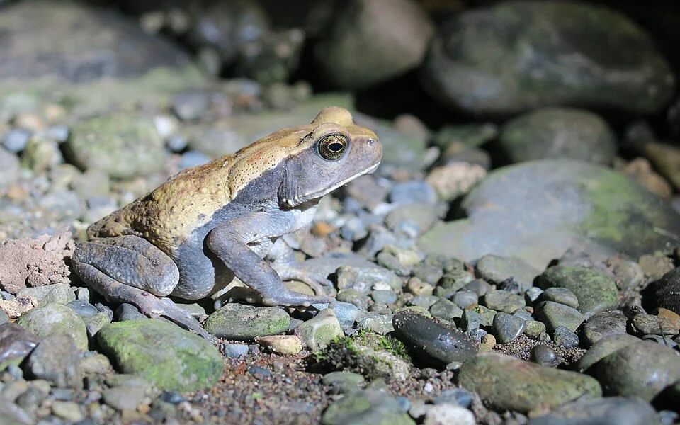 Photo of Colombian Giant Toad uploaded from iNaturalist.