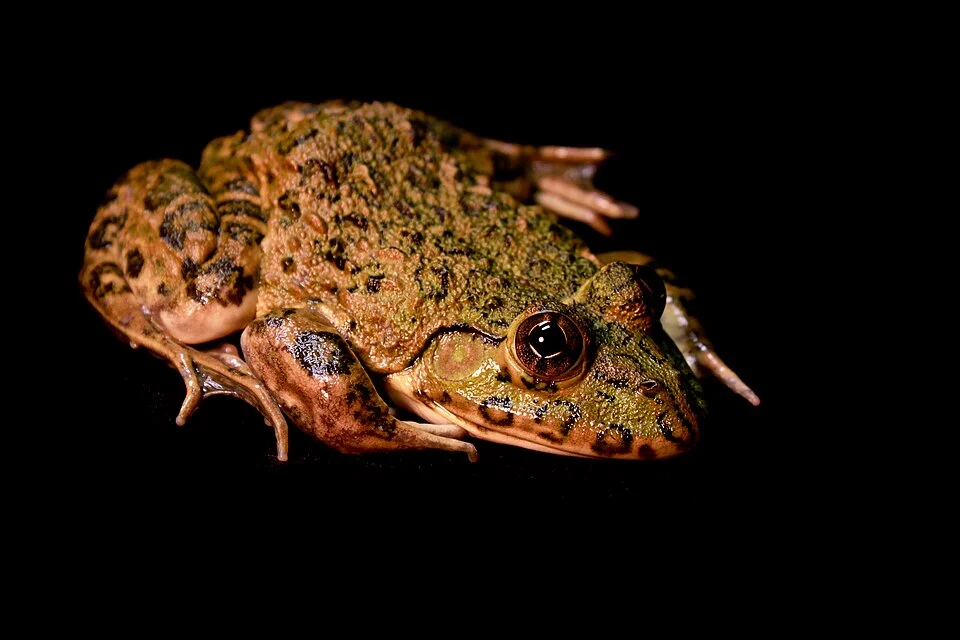Hoplobatrachus occipitalis, Gabon