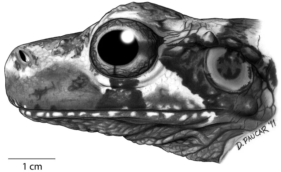 Lateral view of the head of the holotype of Osteocephalus cannatellai (QCAZ 49572).