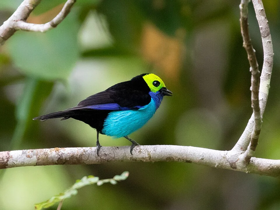 Paradise Tanager (Tangara chilensis)