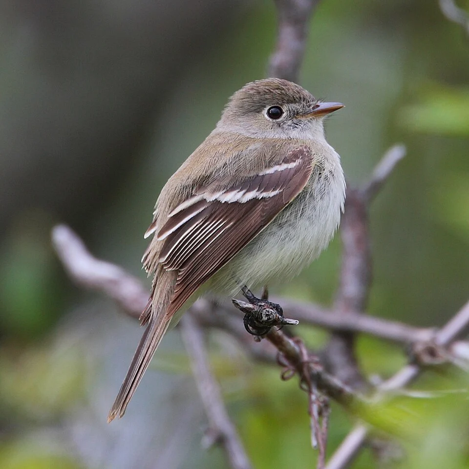 Least Flycatcher Empidonax minimus. Hillman Marsh (near Point Pelee), Canada