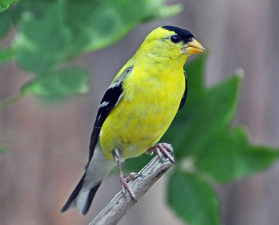 A male American Goldfinch in summer plumage in Michigan, USA.