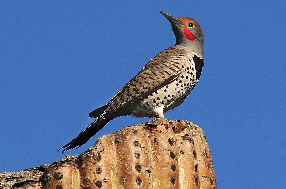 Gilded Flicker (Colaptes chrysoides) on top of a cactus. Nikon D200 - Ai Nikkor 300mm 1:4.5 + TC-14B Teleconverter - 1/1000 sec - f/8 - ISO 220