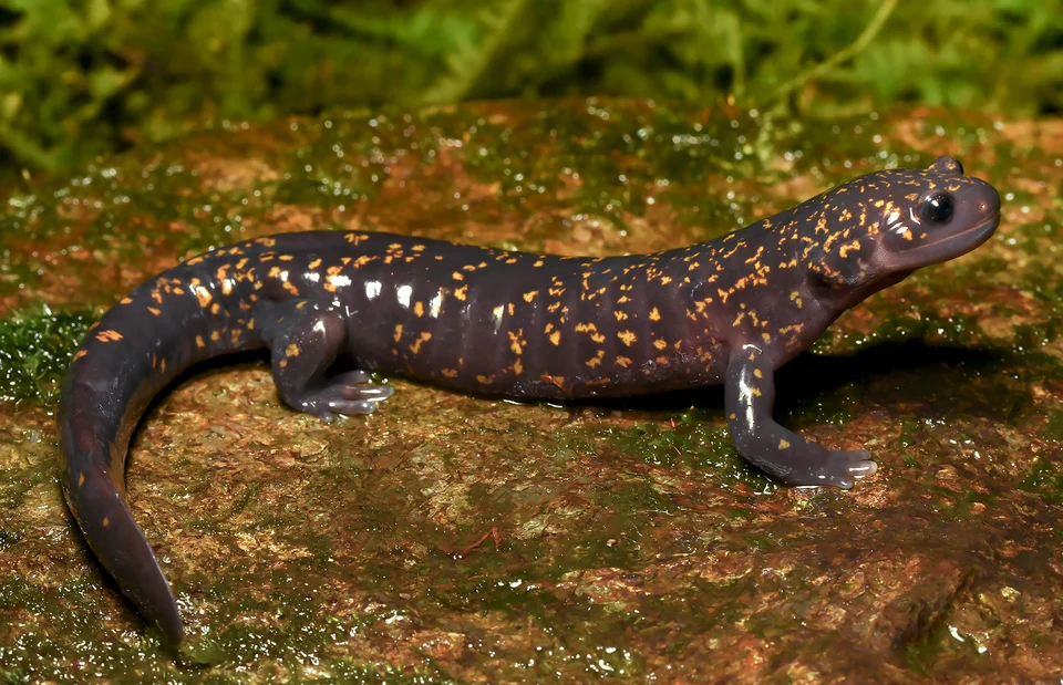 Male holotype of Hynobius fossigenus sp. nov. (ZMMU A-5862) in situ.
Photo by H. Okamiya.