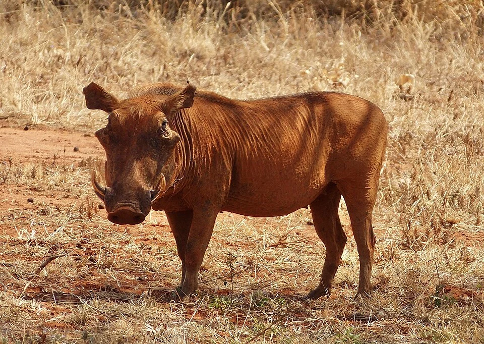 Desert Warthog Phacochoerus aethiopicus, Tsavo National Park, Kenya.