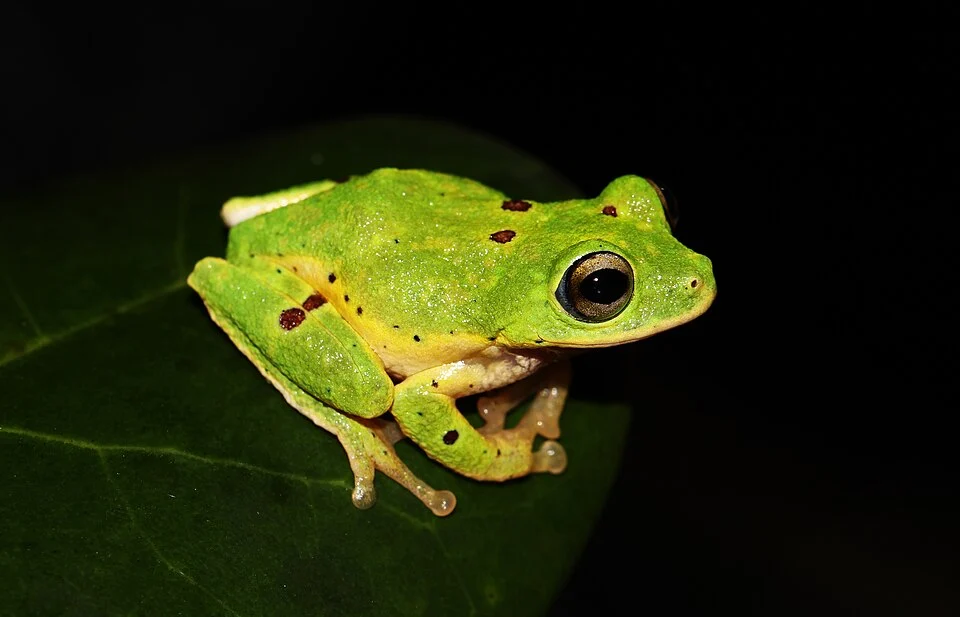 Pseudophilautus poppiae, known as Poppy's Shrub Frog, is a species of frogs in the family Rhacophoridae. It is endemic to Sri Lanka. Above was photographed in Sinharaja - Morningside area
