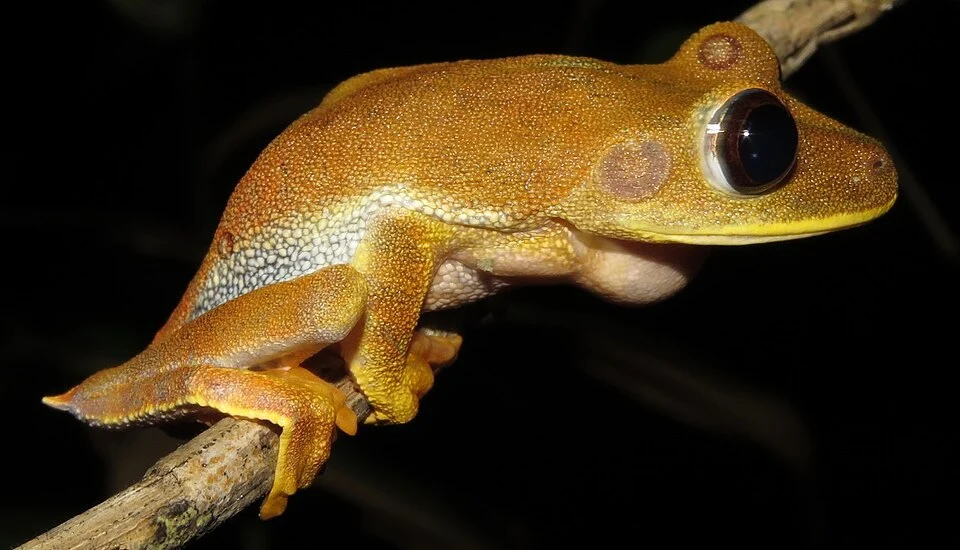 Pombal's Tree Frog (Boana pombali). Species of amphibian.