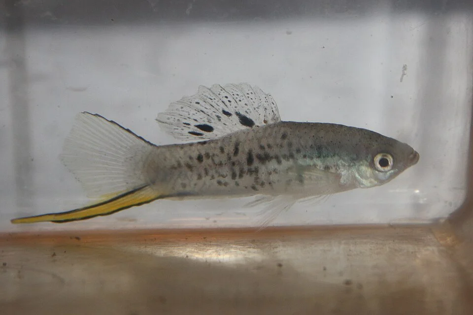 This sport inhabits fast till moderate flowing creeks in mountainous areas (about 1200 meters) and some cenotes which are parts of the Rio Tamasi drainage (state of San Luis Potosi, eastern Mexico).
This Xiphophorus species, they're also known as "Nezzies" and "Mountain swordtail". The name "Nezahualcoyotl" means "hungry coyote". And this strain was named after an Acolhuan philosopher, ruler and warrior by the name of Acolmiztli Nezahualcoyotl (☼1402 - †1472). But the species itself was described in 1990 while the first specimens of this swordtail species was imported in 1913. This had to do w