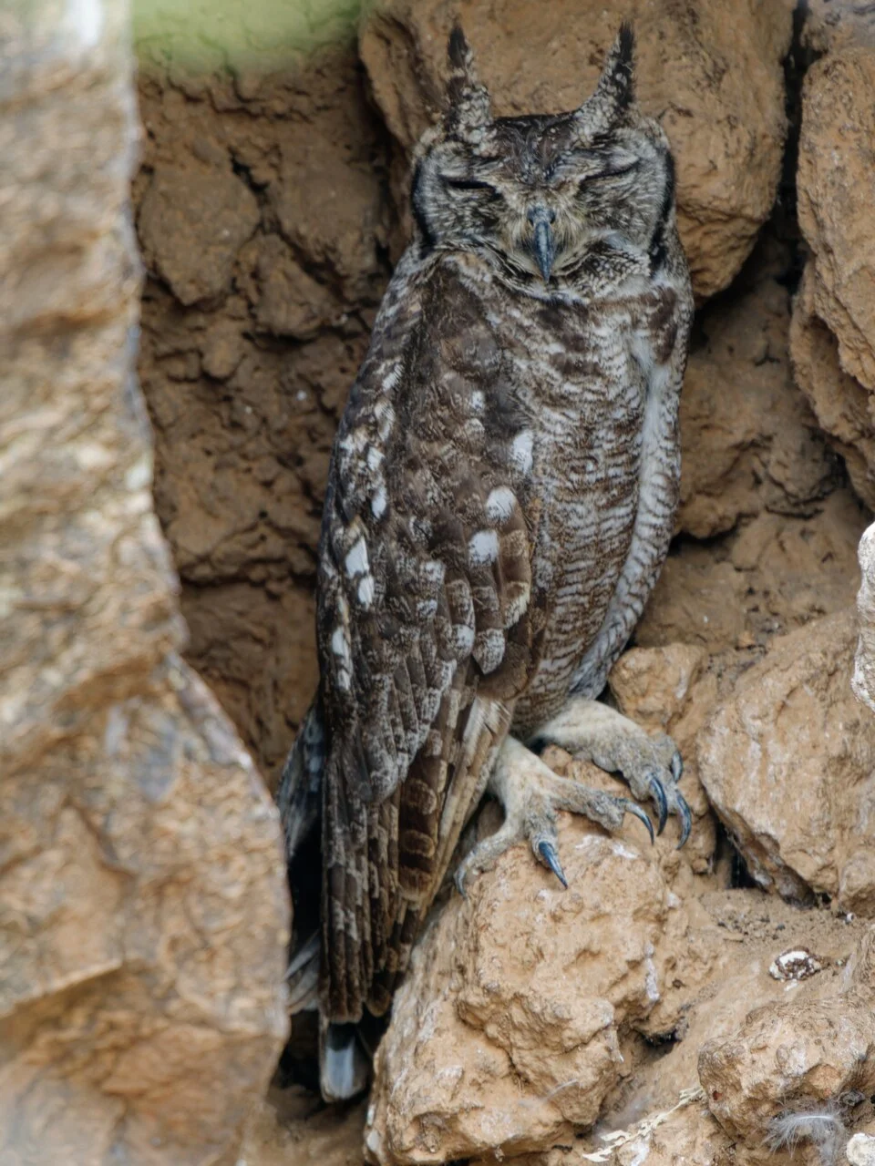 Greyish Eagle-owl in a cave at the Cliffs near Lake Baringo