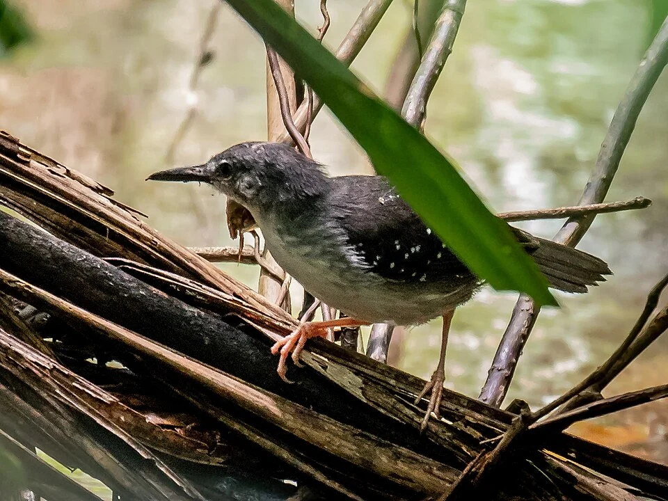 Silvered antbird (male), Manacapuru, Amazonas, Brazil