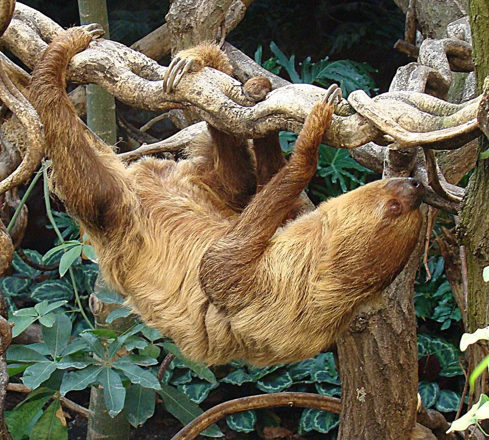 Linnaeus's Two-toed Sloth at the London Zoo. It is native mainly to northern South America. In context at www.dixpix.ca/Amazon/fauna/mammals/index.html