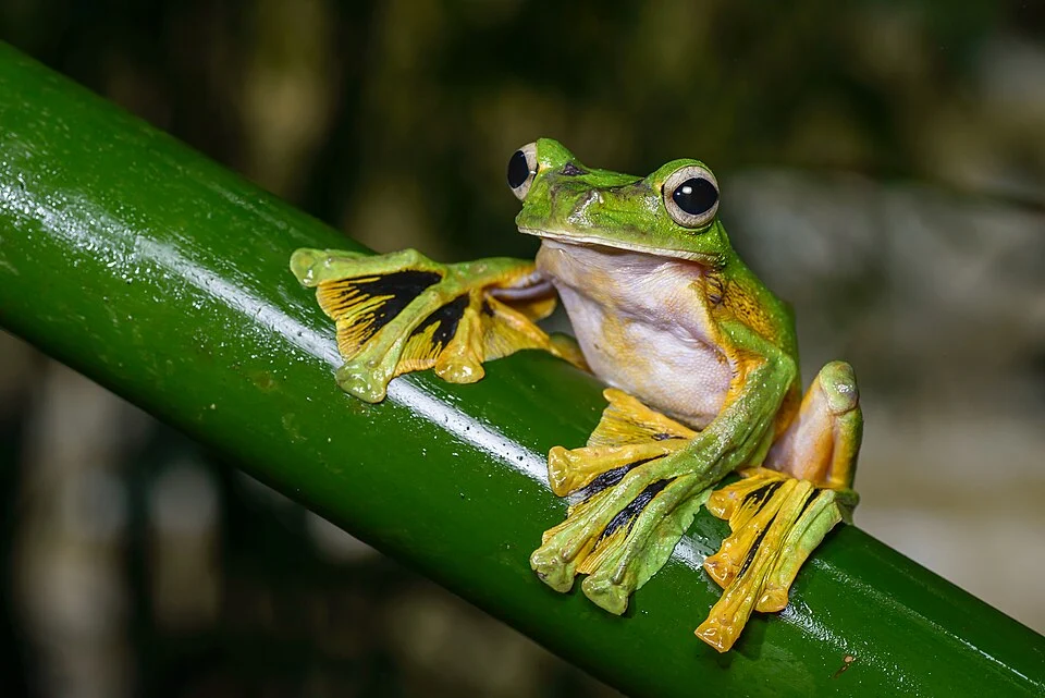 Rhacophorus nigropalmatus, Wallace's flying frog - Khao Sok National Park.
Photo by Thai National Parks, https://www.thainationalparks.com/khao-sok-national-park.