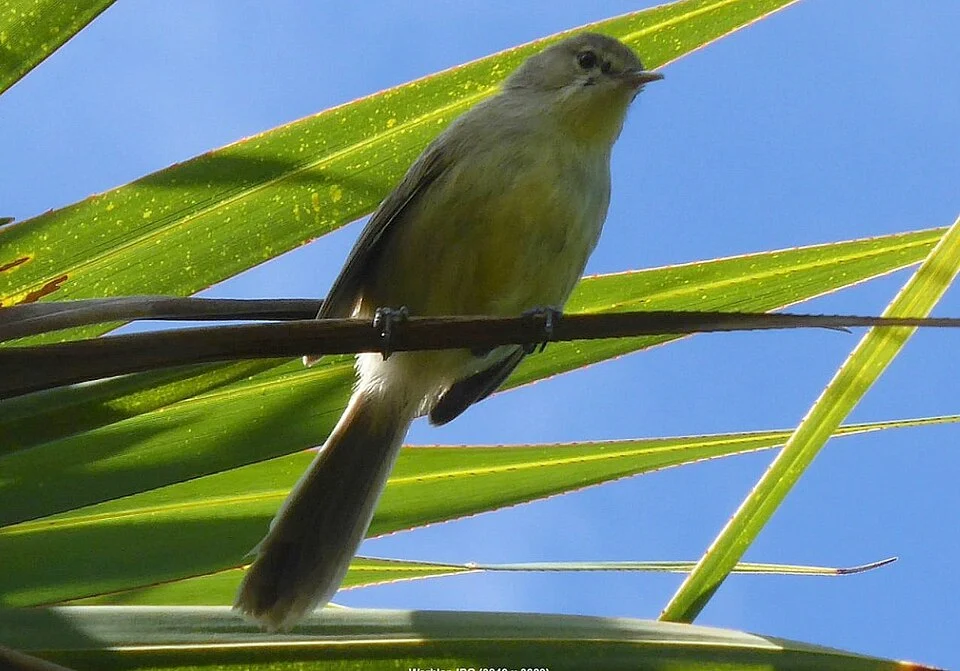 Rodriguesrohrsänger auf dem Gebiet der Grande Montagne, Rodrigues / Rodrigues warbler in the Grande Montagne area, Rodrigues