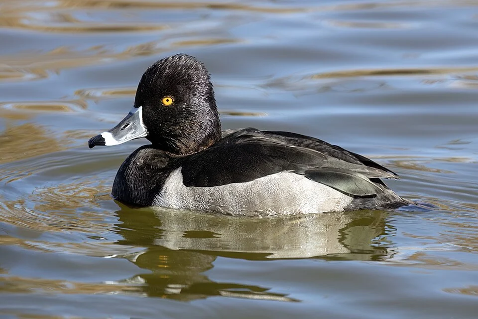 A male ring-necked duck seen at Tingley Beach in Albuquerque, New Mexico