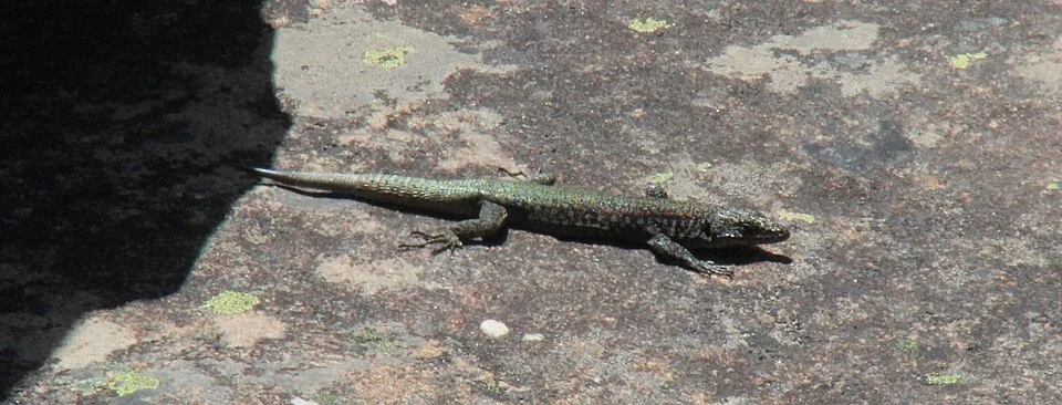 Southern Rock Lizard