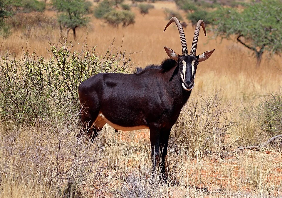 Sable antelope (Hippotragus niger) adult male, Tswalu Kalahari Reserve, South Africa