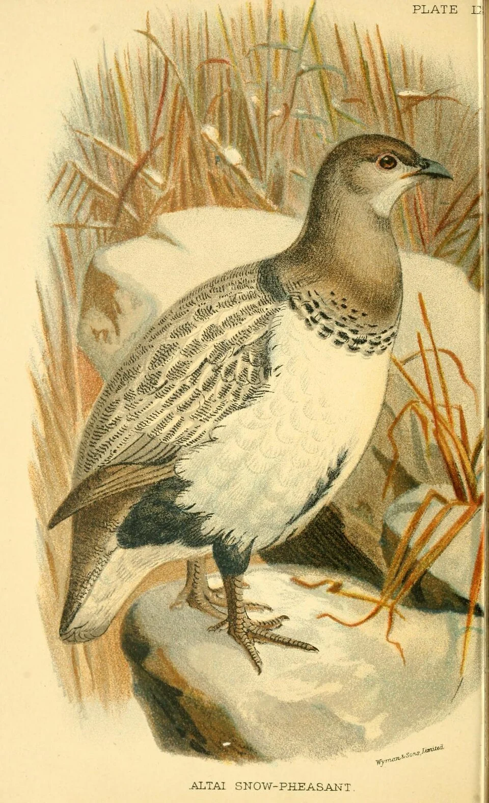 Tetraogallus altaicus