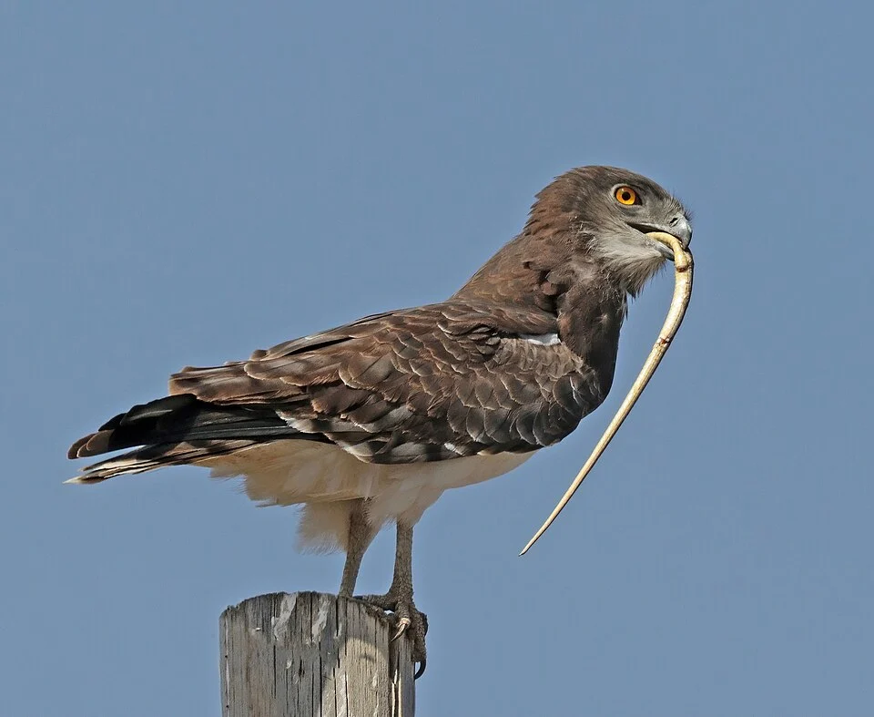Black-chested (formerly short-toed) snake eagle (Circaetus pectoralis) with a snake, Awash National Park, Ethiopia