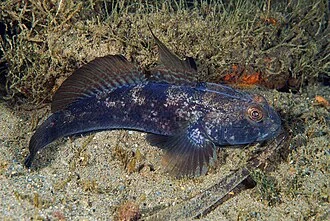 Gobius niger male photographed in Tuscany (Italy). Photo by Stefano Guerrieri.