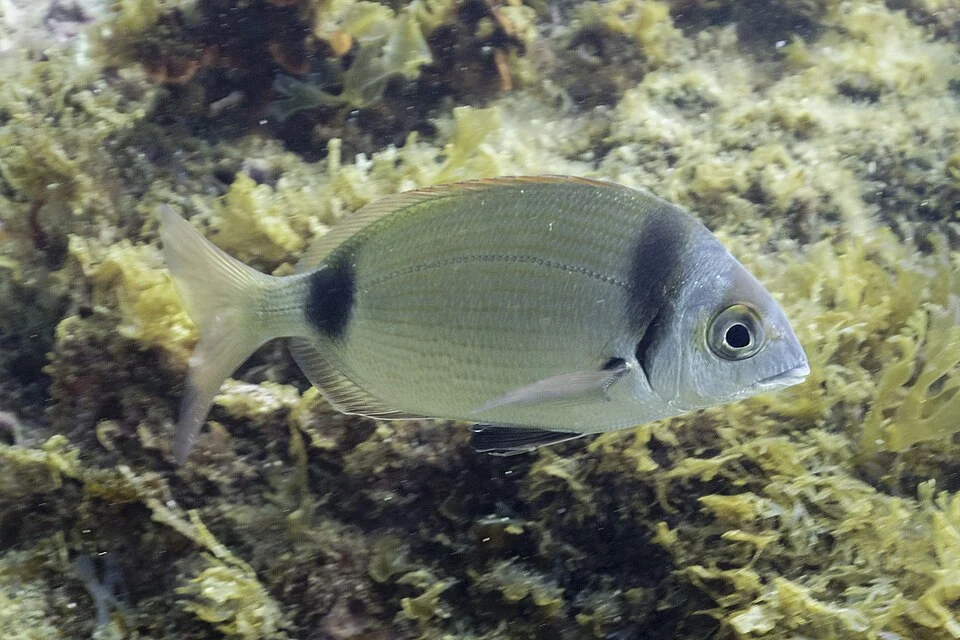 Common two-banded sea bream (Diplodus vulgaris), Arrábida National Park, Portugal