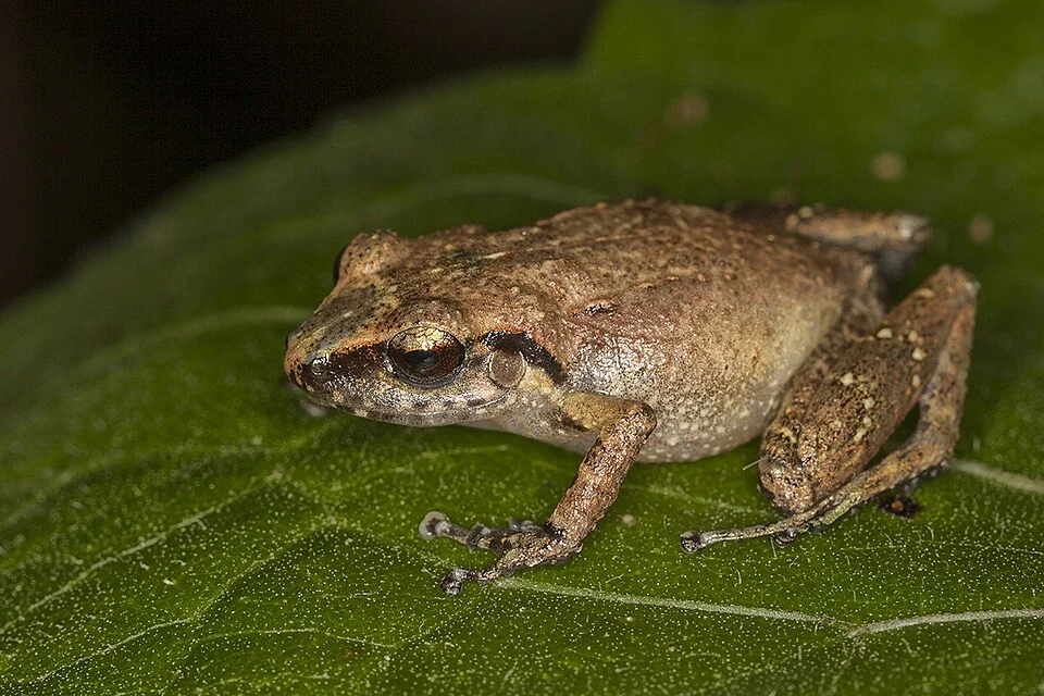 Eleutherodactylus minutus