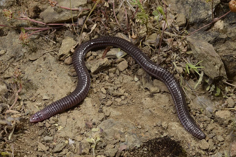 Türkische Netzwühle (Blanus strauchi)