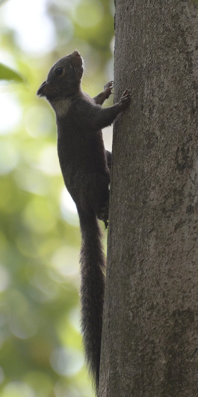 Whitish dwarf squirrel (Prosciurillus leucomus) at Tangkoko Nature Reserve, North Sulawesi