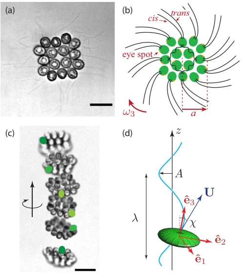 Sixteen-cell Gonium pectorale colony and swimming microscopy with explanatory flagellar and trajectory diagrams in de Maleprade and colleagues’ 2020 figure 1