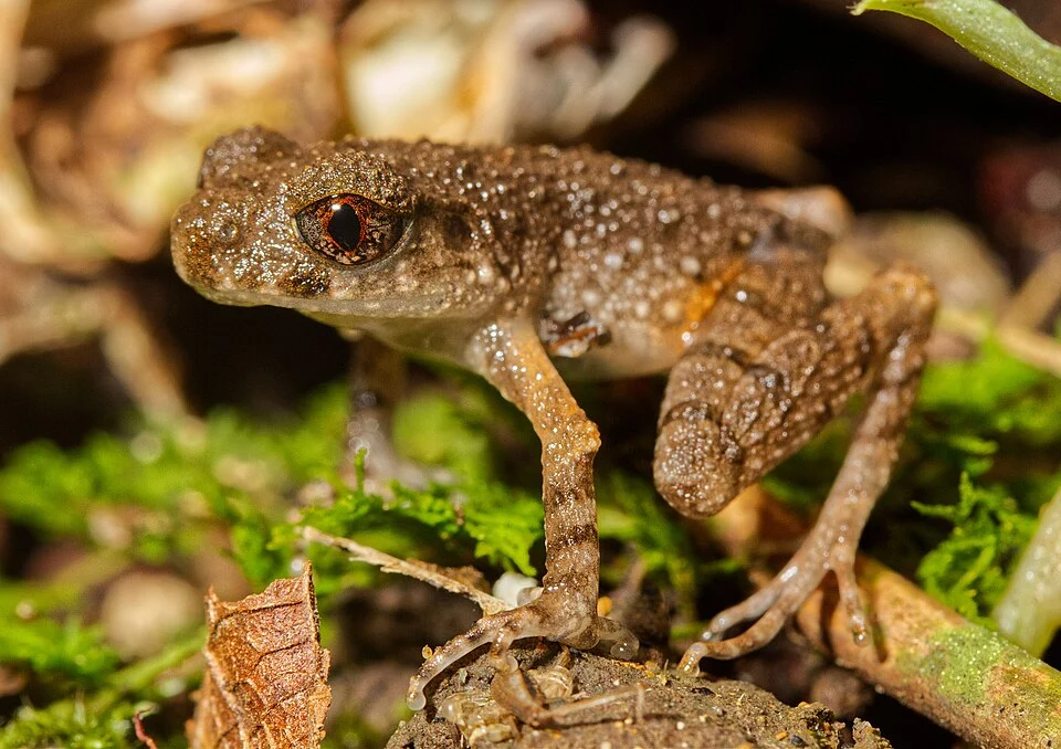Leptolalax dingi Kinabalu National Park
