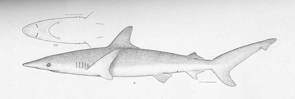 Carcharias velox Gilbert. Type specimen; Panama
Subject: Carcharias
Tag: Fish