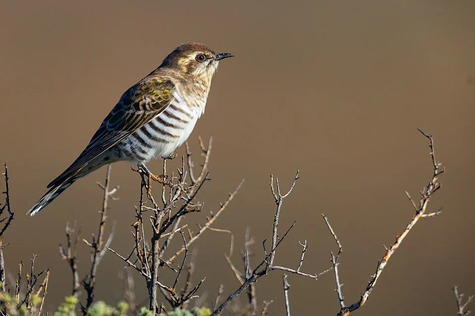 Horsfield's Bronze Cuckoo