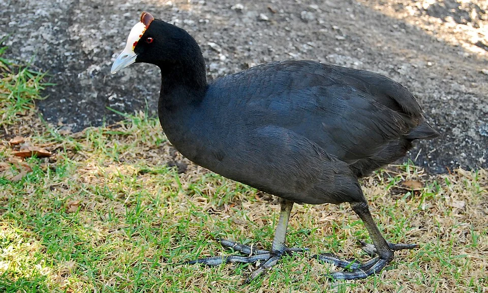An adult Red-knobbed Coot in Cape Town, South Africa.