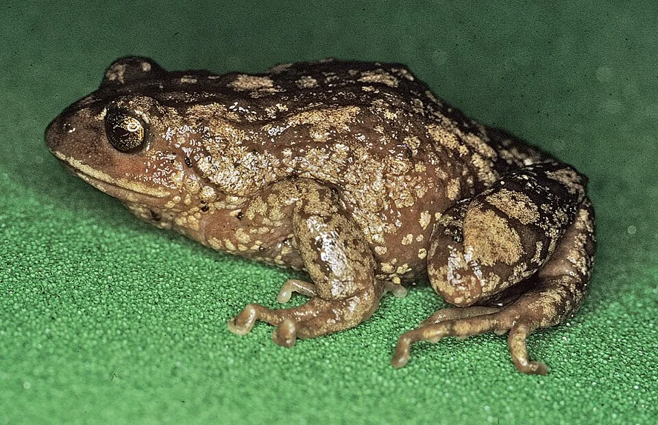 Pristimantis cryophilius