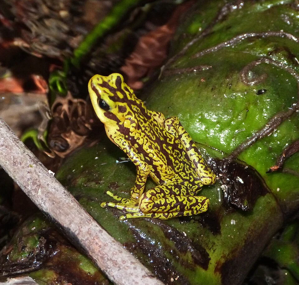 Photo of Atelopus cruciger uploaded from iNaturalist.