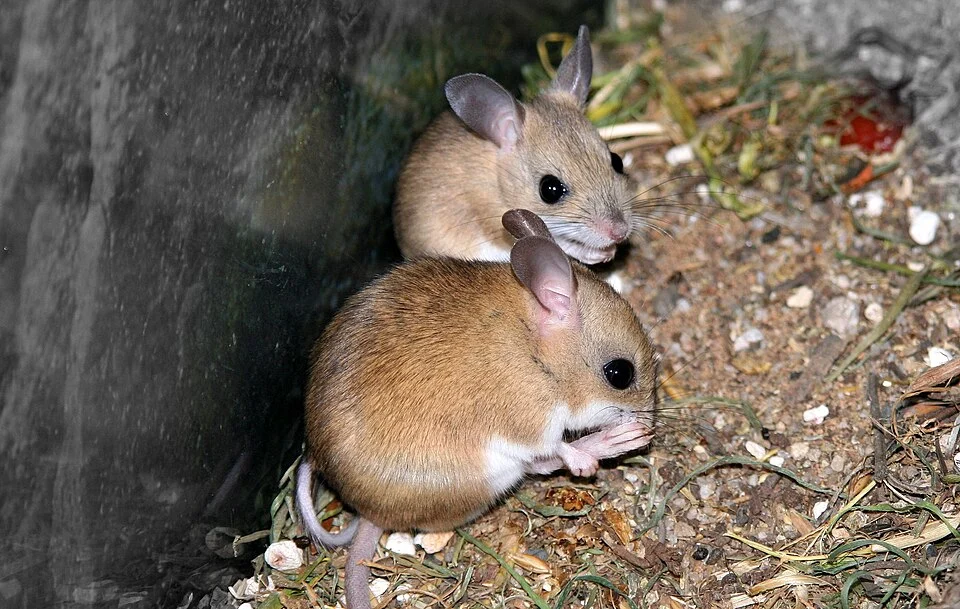 A hopping mouse is any of about ten different Australian native mice in the genus Notomys. They are rodents, not marsupials, and their ancestors are thought to have arrived from Asia about 5 million years ago.
From en.wikipedia.org/wiki/Hopping_mice
This is my most viewed image, as of April 2008 over 4000 views!