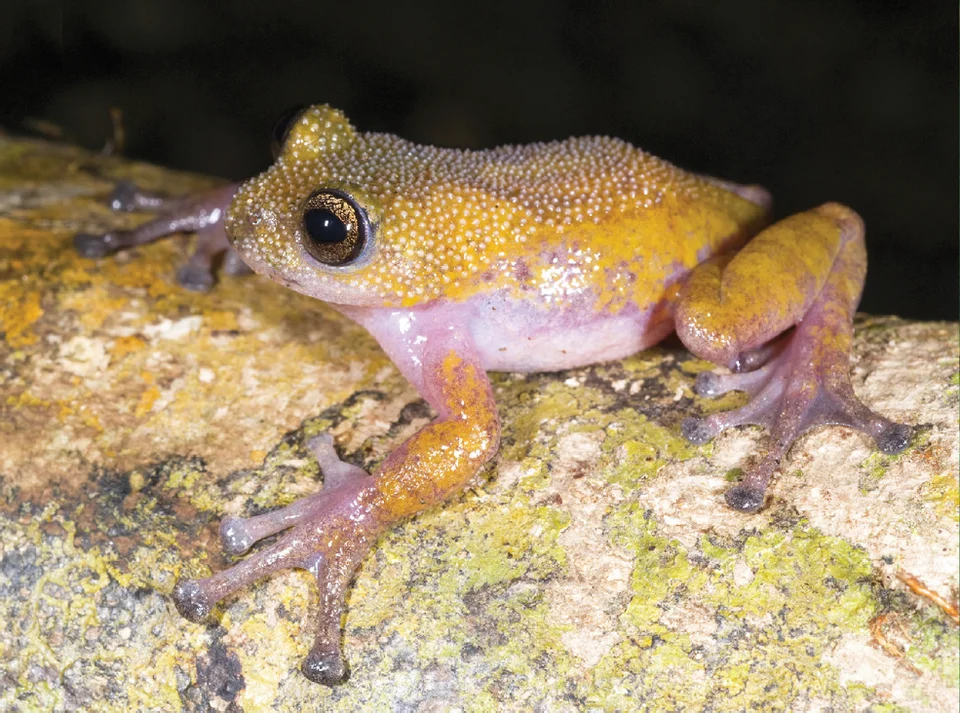 Dorsolateral view of Gracixalus lumarius in life showing variation in skin texture