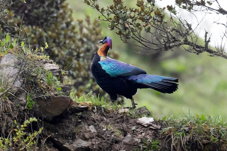 Chinese Monal Lophophorus lhuysii, Balangshan, Aba, Sichuan, China.