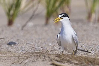 Least tern. Sandy Point Bird Sanctuary. West Haven, CT USA