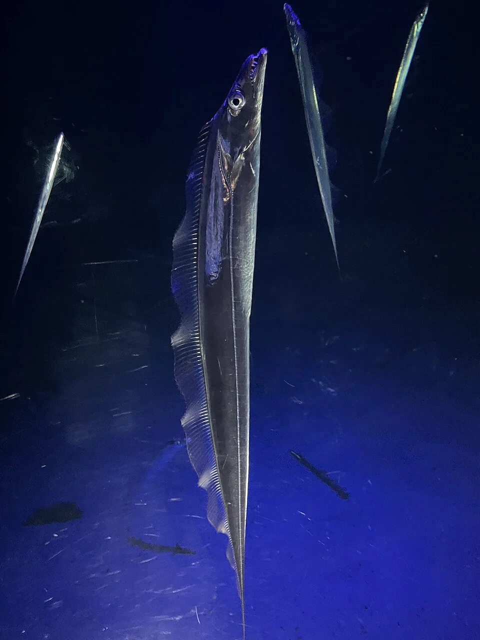 ja:タチウオ。ja:大分マリーンパレス水族館飼育展示個体。