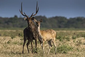 Javan Deer couple - Baluran NP - East Java_MG_8402