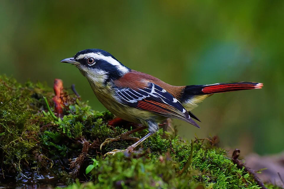 Red-tailed minla in Latpanchar, West Bengal, India