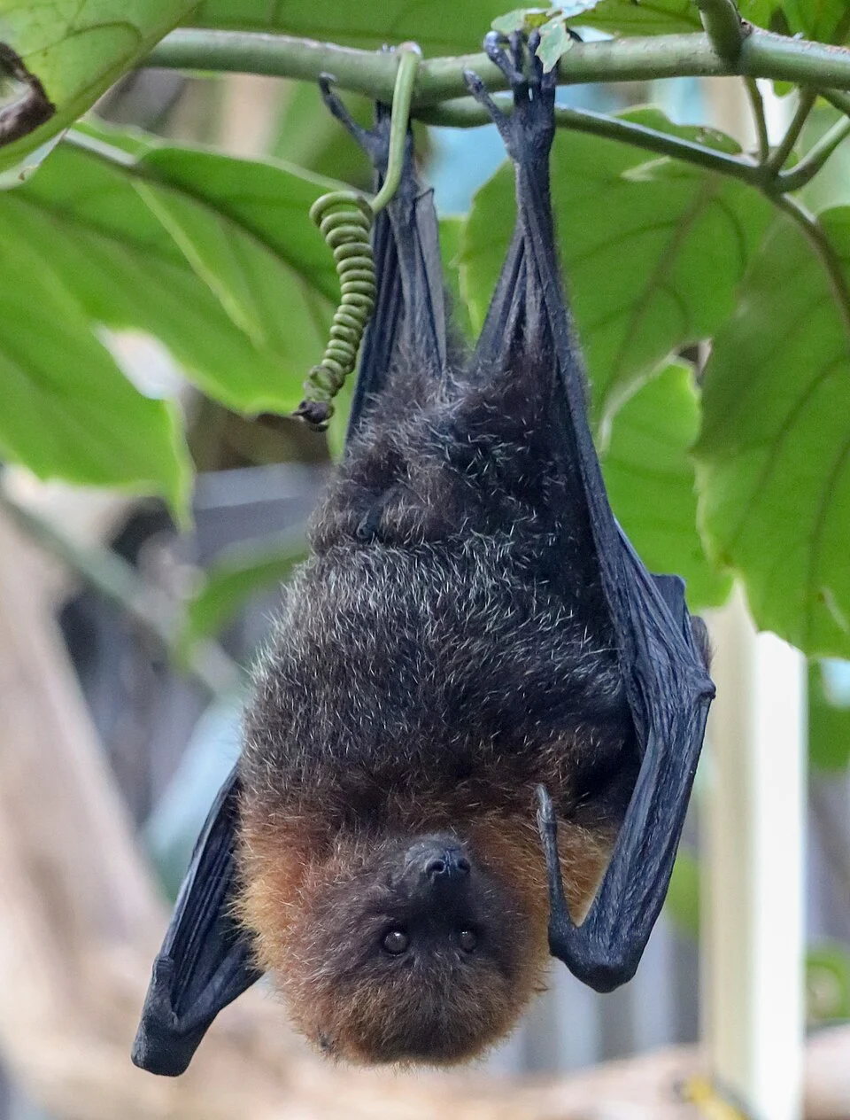 Rodrigues Flying Fox (Pteropus rodricensis) (CWPG)